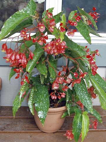 B. ‘Olei Silver Spot’